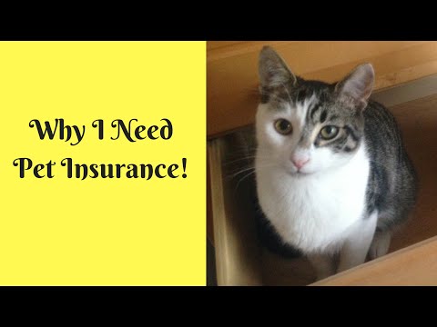 6 Reasons Why I Need Pet Insurance