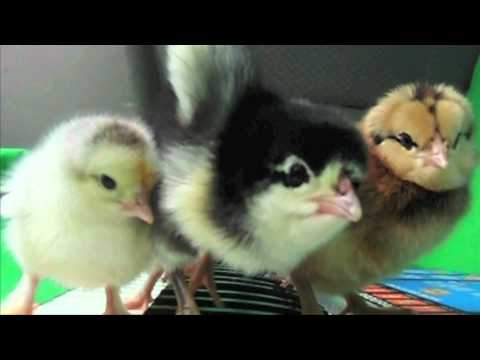 Video thumbnail for Chicken Tender