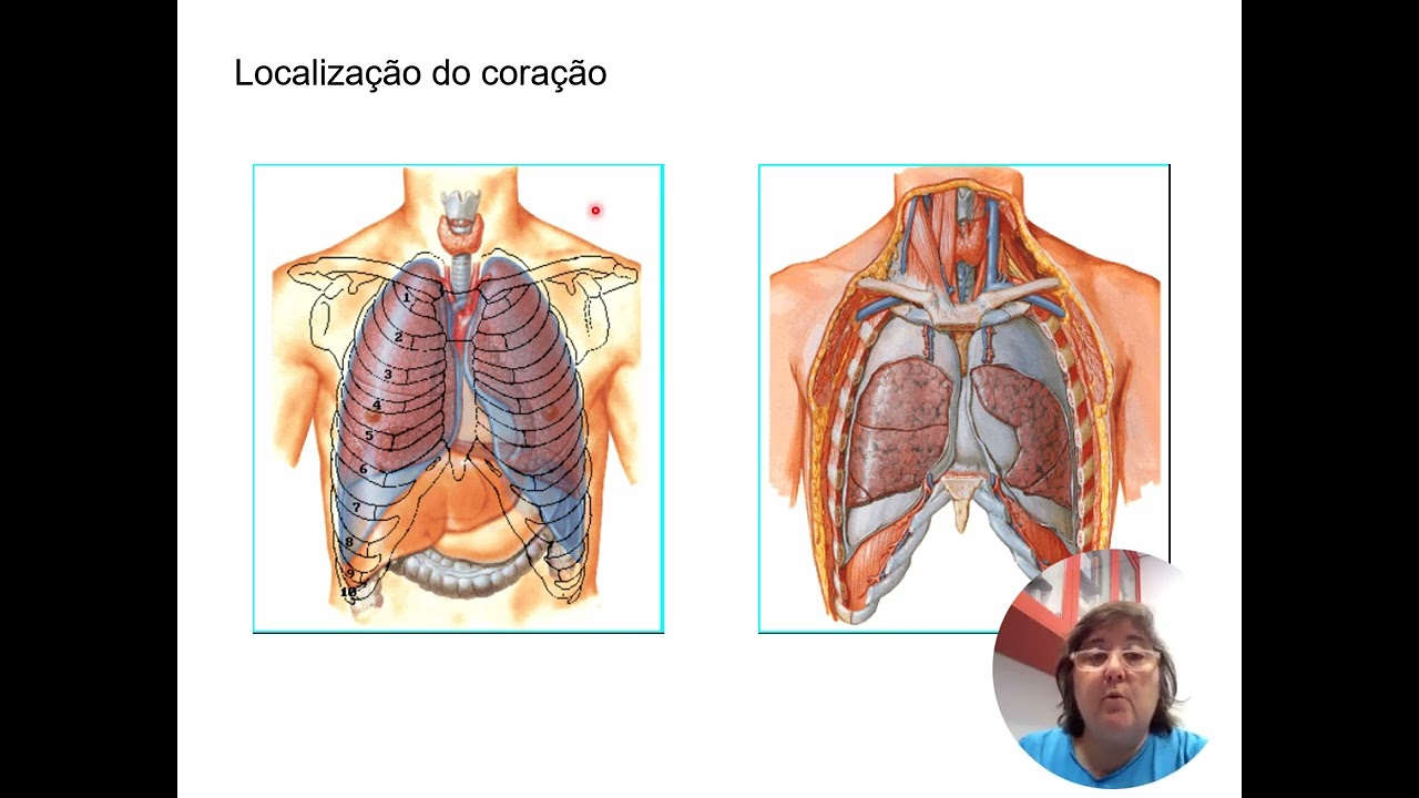 Coração: Posição, fatores de estática e fatores de dinâmica