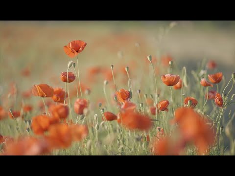 Blooming field of poppies, good mood, motherhood, childhood,  love in the air.
