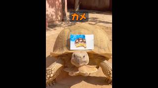 カメはどれくらい生きられるのか？ #animals #動物プロダクション #動物 #癒し #自然