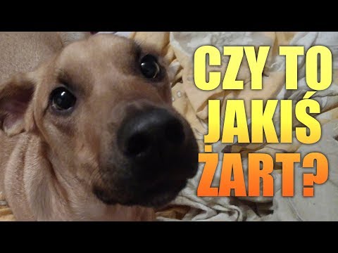 NONIEMOGE [+18] ლ(ಠ益ಠლ) 乁( ◔ ౪◔)ㄏ