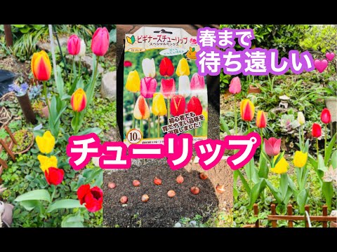 春に美しい花を咲かせるためにチューリップの球根を植える時期はいつ頃でしょうか?やり方は？ +ビデオ  庭園