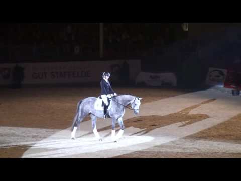 REITEN und ZUCHT-Video: Belantus von Belantis - Akzento
