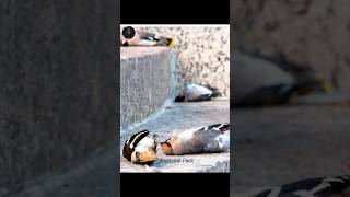 Polish Cedar Waxwing Drunk Bird 😰🤯 #shorts #viral