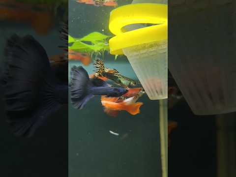 How do I Know the Gender of my Fish?