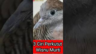 Download lagu 3 characteristics of the original Wisnu Murti turtle dove #turtledove myths #turtledove katurangg... mp3 Download lagu 3 characteristics of the original Wisnu Murti turtle dove #turtledove myths #turtledove katurangg... mp3