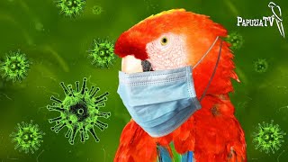 Czy papugi i inne zwierzęta domowe mogą się zarazić koronawirusem?