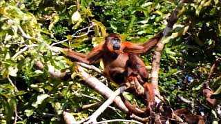 A troop of Red Howler Monkeys along the Rewa River, Guyana