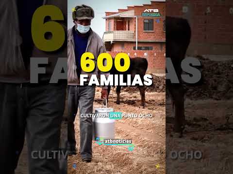 Impulsan la producción lechera en comunidades de La Paz