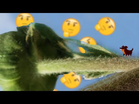 Sunflowers & Deep Questions - Jerma No More Heroes 3 Stream Recap (Part 2)