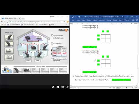 Mouse Genetics Two Traits Lab Activity B