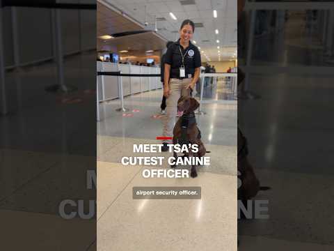 Meet TSA's cutest canine officer