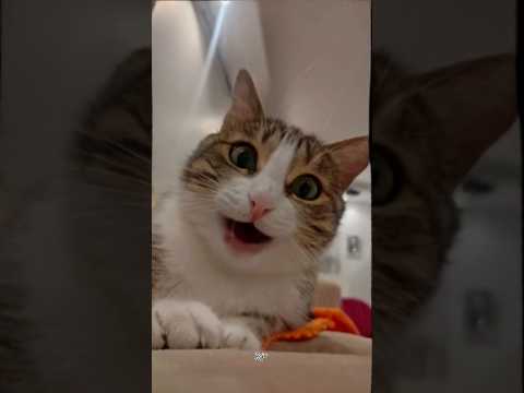singing kitty 😻😸  #cat #catlovers #singing #yputubeshorts