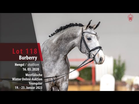 Winter Online-Auktion Lot 118 Burberry Hengst v. Baggio - Cordess