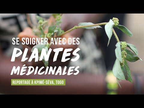 , title : 'Atelier sur les plantes médicinales et leurs vertus, Togo/août 2019'