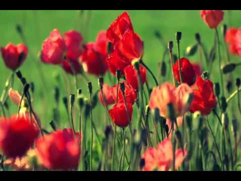 Arpay - lluvias tardias