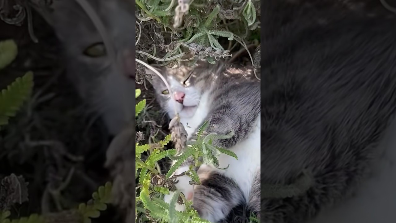 【可愛い子やなぁ】#ねこ #猫 #ネコ #cat #火曜サスペンス劇場 #可愛い #かわいい #shorts #comedy #sleep