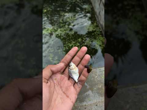 Fish farming day 2 #fishfarming #rupchanda