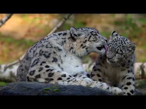 Zoo Zürich: Schneeleoparden-Familie