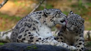 preview picture of video 'Schneeleoparden im Zoo Zürich / Snow Leopards at Zoo Zurich'