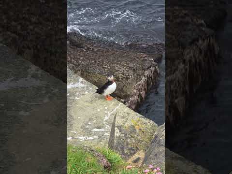 Orkney's Incredible Tidal Island - The Brough of Birsay!