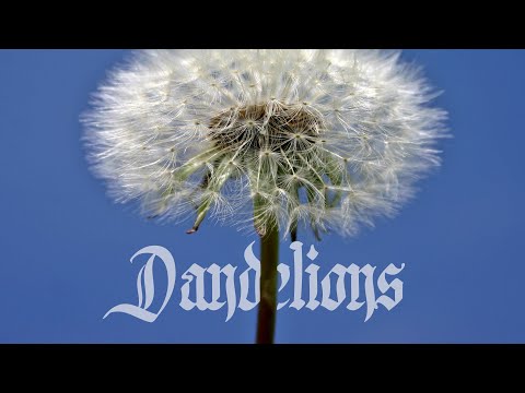 CHXEU x BRUUDE - DANDELIONS [PROD. CHXEU]