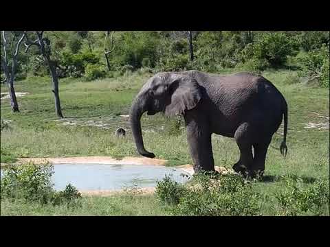 Djuma: Elephant bull with missing left tusk - 15:10 - 12/03/20