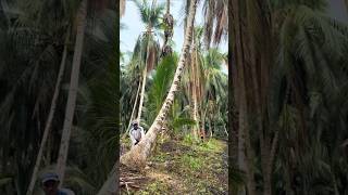 Download lagu Cutting down coconut trees struck by lightning⚡⚡ mp3