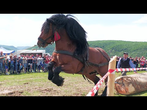 Cai de tracțiune proba de simplu Gilău - Cluj 25 Mai 2024