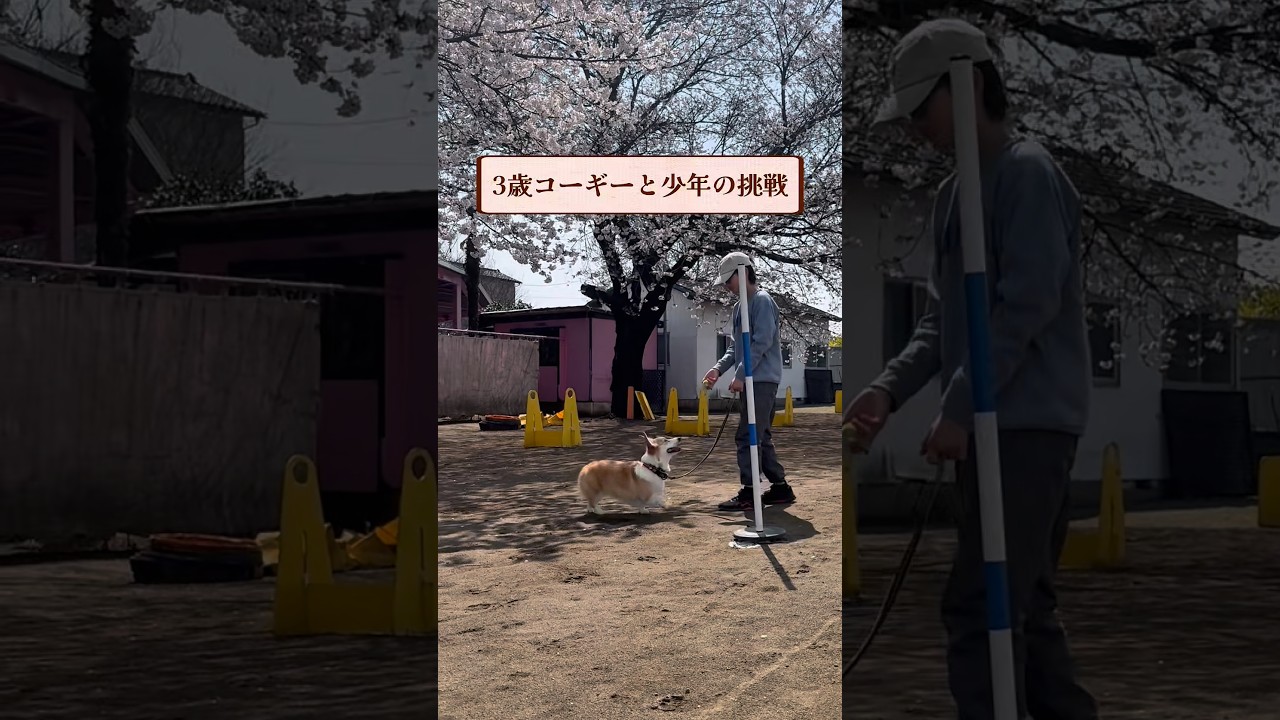 1年間良く頑張った❗️頑張れちびっ子チーム🦊✖️👨#犬 #welshcorgi #コーギー多頭飼い #ココちゃんファミリー #犬と子供