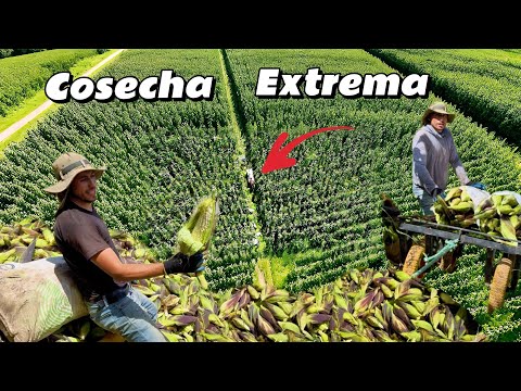 COSECHA Extrema de CHOCLOS  en las pendientes así lo hacen 