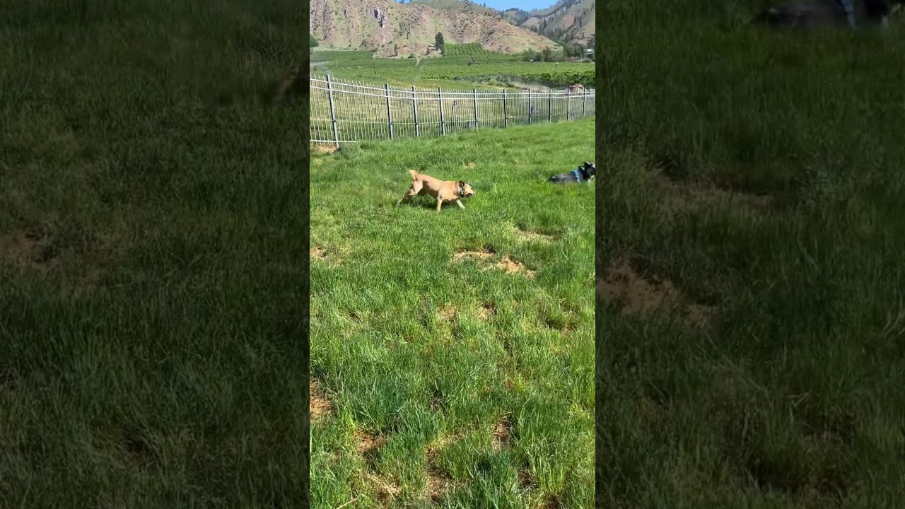 Kain, a Adoptable Shepherd in Cashmere, WA video 5/5