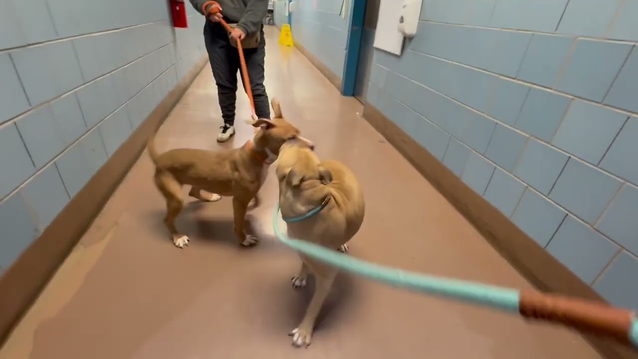 Dex, a ADOPTABLE Pit Bull Terrier in Chicago, IL video 5/5