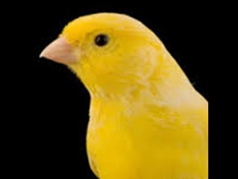 Canary Singing Luteus - 2 hours Singing very beautiful