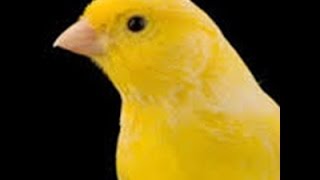 Download lagu Canary Singing Luteus - 2 hours Singing very beautiful mp3