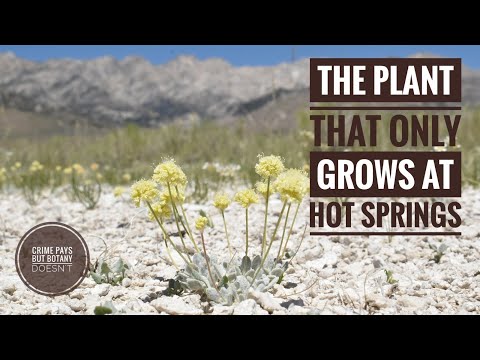 La planta que sólo crece en aguas termales