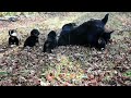 Rottweiler dogs for sale: Thalia - Video 1