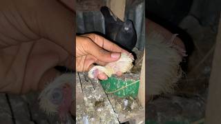 couldn't save the pigeon baby 😭 .  #pigeon #kabutar #shorts #birds