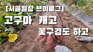 [시골일상 브이로그] 캤구마, 고구마구마. 국화는 덤.