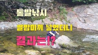 물놀이 천렵 최상류계곡 쌀밥 미끼를 넣었더니 결과는!?  고기잡히네요!  술안주