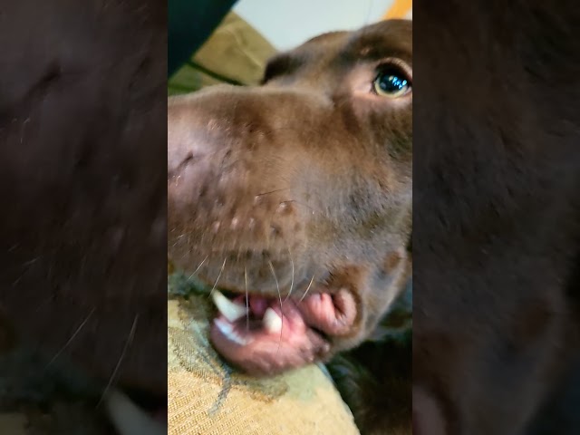 Vídeo relacionado con Mujer Perro Buster el Labrador Retriever Camiseta Cuello V