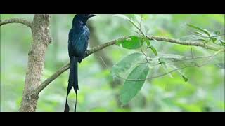 Download lagu Suara pikat burung srigunting 100℅ampuh mp3 Download lagu Suara pikat burung srigunting 100℅ampuh mp3