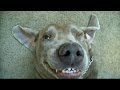 OMG WORLDS MOST FUNNY DOG VIDEOS TRY NOT TO LAUGH