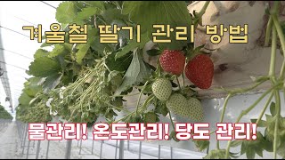 공짜로 배우는 딸기 재배 관리!! 겨울철 물 관리!! 온도 관리!! 그리도 당도 관리 방법은?