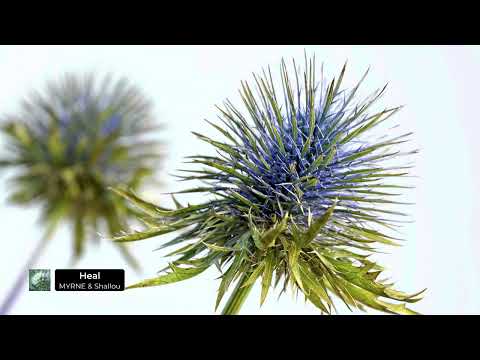 MYRNE & Shallou - Heal