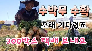 농부는 이보다 좋을 수는 없다 드디어 수박무 3차 수확  내일 택배 다 보냅니다 수박무 주문은  010-76…