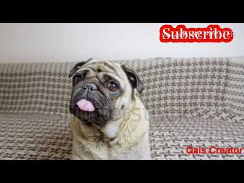 Funny Dog Videos|2020| 🤣 Funniest 🐶 Dogs and 😻 Cats - Awesome Funny Pet Animals Videos 😇