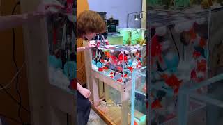 Uma Forma Divertida de Limpar o Aquário 🐠❤️