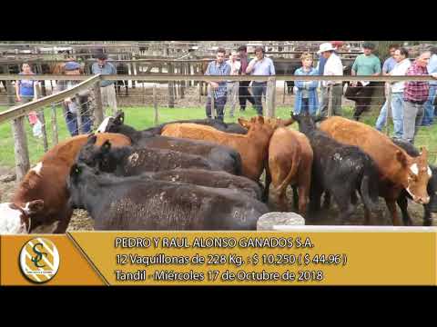17-10-18 Venta de Hembras - Pedro y Raúl Alonso Ganados S.A. - Tandil